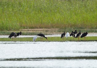 Black storks (Ciconia nigra) and great egret (Ardea alba) in the shallow water zone of a pond,