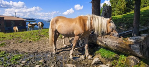Free-grazing horses on an alpine pasture near the Acherkogel in the Stubai Alps in Hochoetz, Ötz,