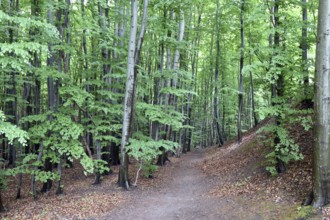Beech forest in Jasmund National Park on the island of Rügen, Mecklenburg-Western Pomerania,