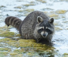 Raccoon (Procyon lotor), looking for food in the shallow water zone of a lake, Lower Saxony,