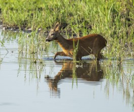 Deer (Capreolus capreolus), young roebuck running through the shallow water zone of a lake, Lower