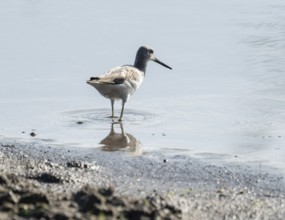 Green thighs (Tringa nebularia) looking for food in the shallow water zone of a body of water,