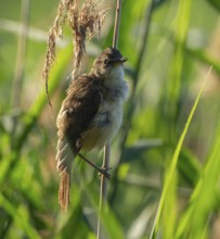 Thrush warbler (Acrocephalus arundinaceus) on a reed, reed (Phragmites australis), Lower Saxony,
