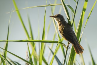 Thrush warbler (Acrocephalus arundinaceus) on a reed, reed (Phragmites australis), Lower Saxony,