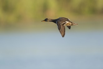 Schnatter duck (Mareca strepera), female flying across a lake, Lower Saxony, Germany
