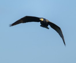 Cormorant (Phalacrocorax carbo) in flight, blue sky, Lower Saxony, Germany