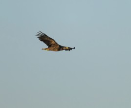 White-tailed eagle (Haliaeetus albicilla) in flight looking for food, Lower Saxony, Germany