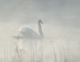 Silted swan (Cygnus olor) swims in impressive position on a lake, fog, Lower Saxony, Germany