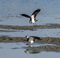 Lapwing (Vanellus vanellus), two lapwings attack each other in flight in the shallow water zone of