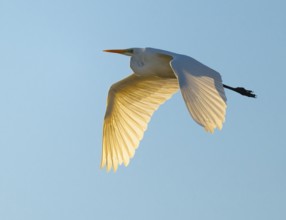 Great egret (Ardea alba) in flight, in warm orange morning light, blue sky, Lower Saxony, Germany