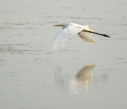 Great egret (Ardea alba) flies over a body of water, Lower Saxony, Germany