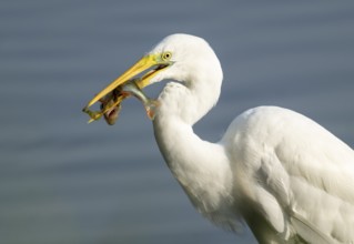Great egret (Ardea alba) stands in the shallow water zone of a wetland with a fish in its beak,