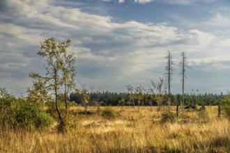 Barren landscapeof raised bog, National park of High Venn-Eifel, Wallonia, East Belgium
