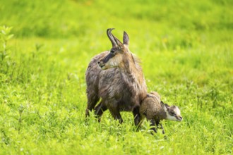Chamois (Rupicapra rupicapra) Mother (doe) with her youngster (fawn) on a meadow, Austria