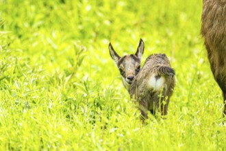 Chamois (Rupicapra rupicapra) youngster (fawn) standing on a meadow, Austria