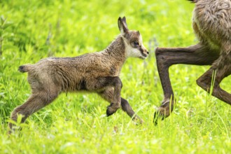 Chamois (Rupicapra rupicapra) youngster (fawn) running over a meadow, Austria