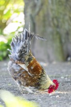 Domestic Chicken (Gallus gallus domesticus), rooster, standing on the ground, Bavaria, Germany