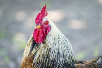 Domestic Chicken (Gallus gallus domesticus), portrait, Bavaria, Germany