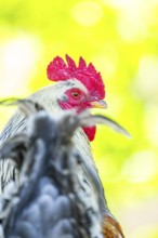 Domestic Chicken (Gallus gallus domesticus), portrait, Bavaria, Germany