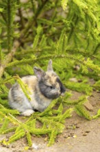 Domesticated rabbit (Oryctolagus cuniculus forma domestica) standing on the ground, Austria