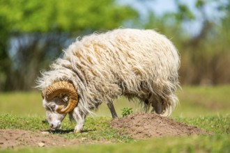 Domestic sheep (Ovis orientalis aries) ram standing on a meadow, Bavaria, Germany