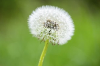 Common dandelion (Taraxacum officinale) seeds, detail, Bavaria, Germany