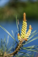 Scots pine (Pinus sylvestris) blossom in a forest in spring, Bavaria, Germany