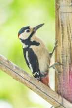 Great spotted woodpecker (Dendrocopos major) sitting on wooden slat, Austria