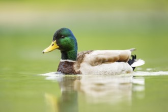 Wild duck (Anas platyrhynchos) male swimming in a lake, Bavaria, Germany