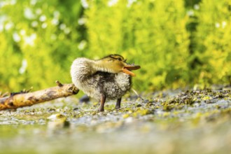Wild duck (Anas platyrhynchos) chick standing at the schore of a little lake, Bavaria, Germany