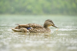Wild duck (Anas platyrhynchos) female swimming in a lake, Bavaria, Germany
