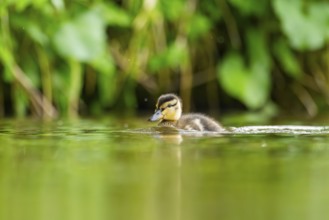 Wild duck (Anas platyrhynchos) chick swimming on a lake, Bavaria, Germany