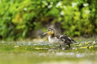 Wild duck (Anas platyrhynchos) chick standing at the schore of a little lake, Bavaria, Germany