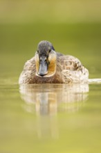 Wild duck (Anas platyrhynchos) male swimming in a lake, Bavaria, Germany