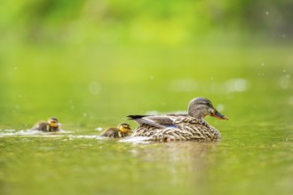 Wild duck (Anas platyrhynchos) mother with her and chick swimming in the water, Bavaria, Germany