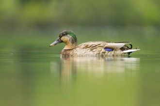 Wild duck (Anas platyrhynchos) male swimming in a lake, Bavaria, Germany