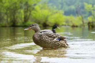 Wild duck (Anas platyrhynchos) female swimming in a lake, Bavaria, Germany