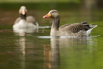 Close-up of a Greylag Goose (Anser anser) swimming in the water in spring, Austria