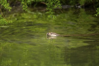 Eurasian otter (Lutra lutra) swimming in a lake, Austria