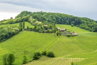 Landscape of the wine yards growing on the hills of southern styria, Austria