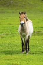 Przewalski's horse (Equus ferus przewalskii) standing on a meadow, Austria, Germany