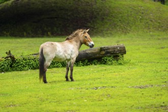 Przewalski's horse (Equus ferus przewalskii) standing on a meadow, Austria, Germany