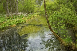 Lanscape of a little stream flowing through the forest in spring on a rainy day, Bavaria, Germany
