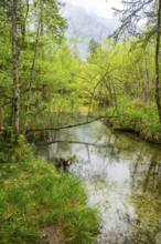 Lanscape of a little stream flowing through the forest in spring on a rainy day, Bavaria, Germany