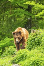 Eurasian brown bear (Ursus arctos arctos) in a forest, Austria