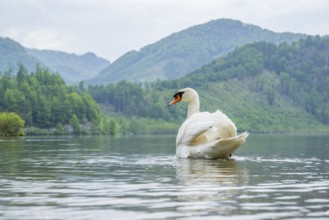 Mute swan (Cygnus olor) swimming on a lake, Austria