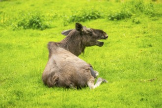 Eurasian elk (Alces alces) lying next to a little lake, Austria