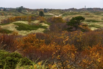 Dune sheep of Ostplate, in the east of the East Frisian island of Spiekeroog, autumn, brown dunes,