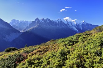 Mountain forest in an autumnal landscape with the snow-covered Mont Blanc massif in the background,