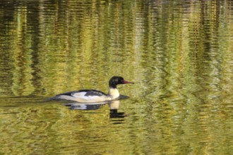 Goose sawers on a lake, autumn, Germany